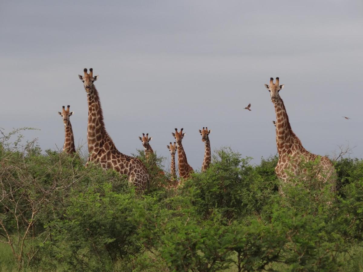 Вілла Giraffe Plains Марлот-Парк Екстер'єр фото